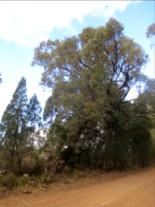Eucalyptus Fibrosa