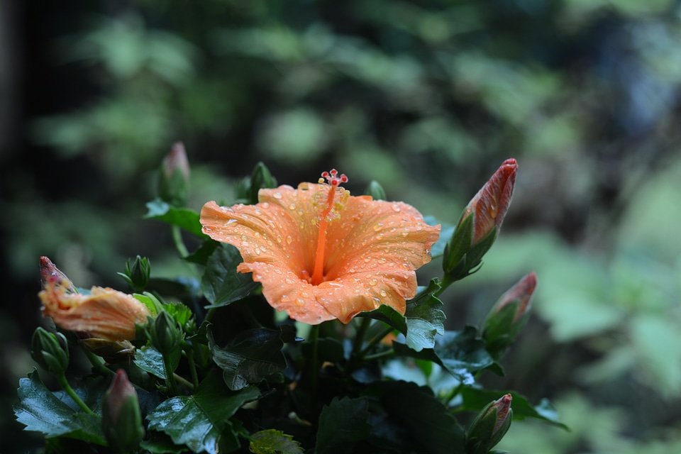 Hibiscus peach orange