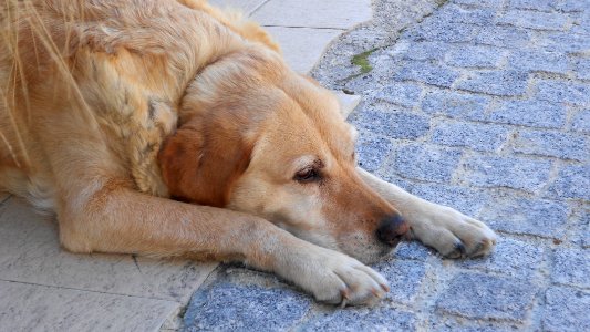 Vieux chien pépère
