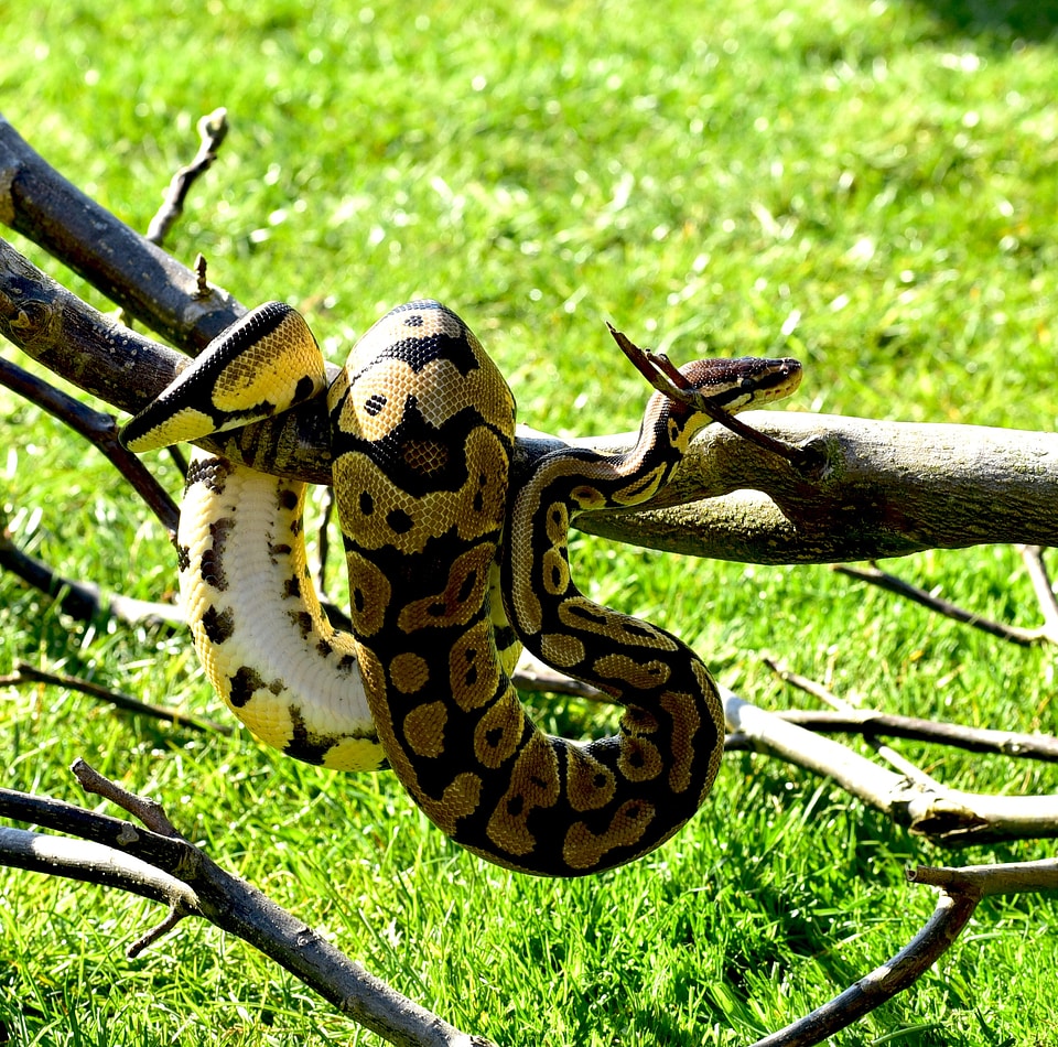 Cute constrictor boa