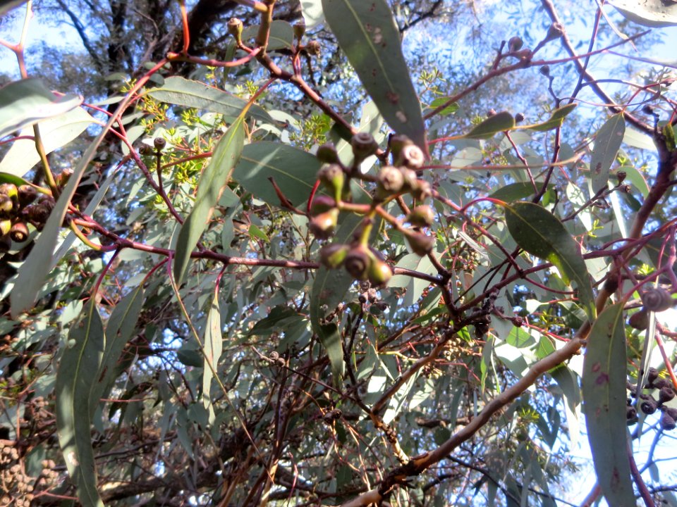 Eucalyptus Fibrosa