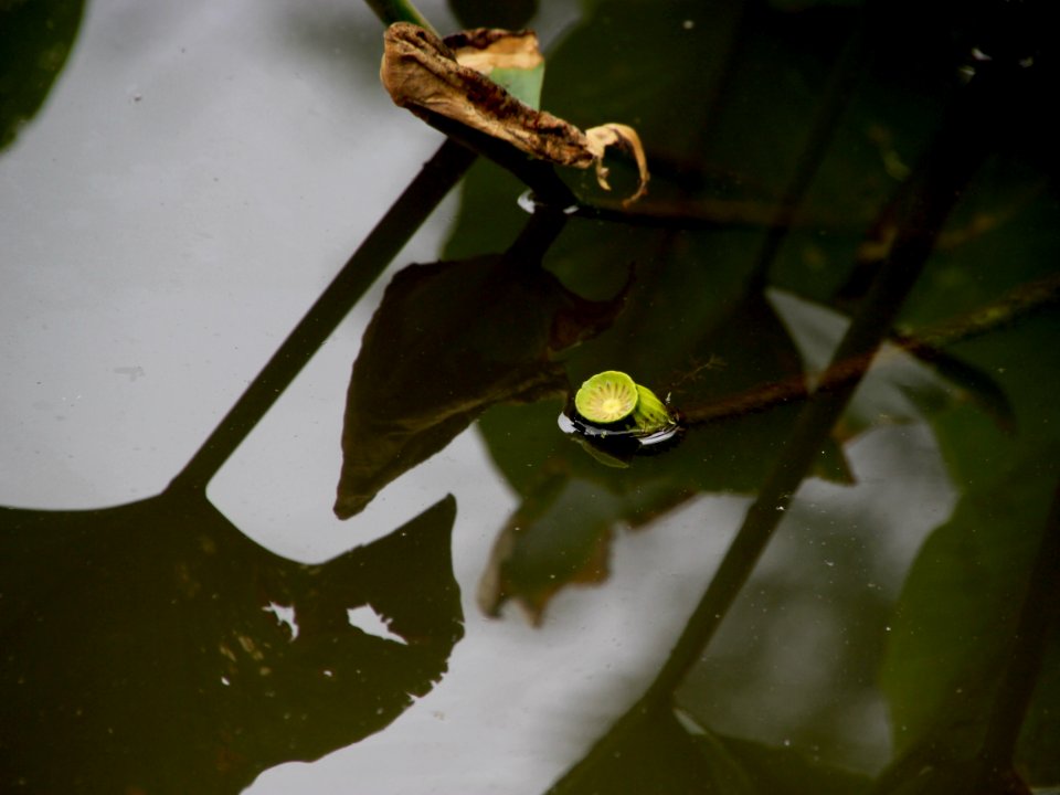 Kenilworth Aquatic Gardens