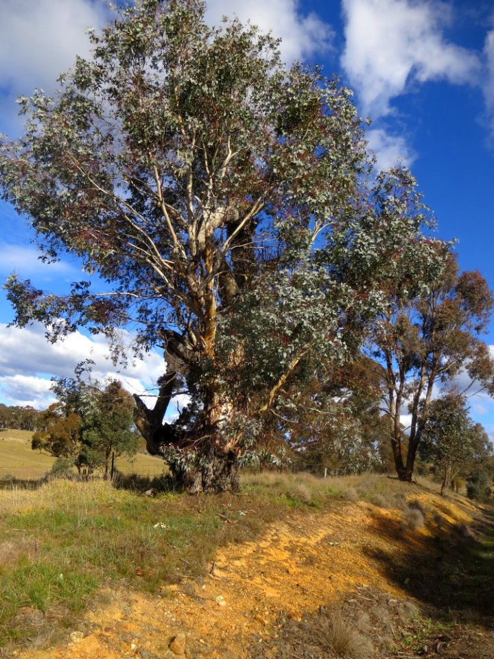 Eucalyptus Rubida