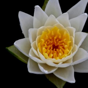 Kenilworth Aquatic Gardens