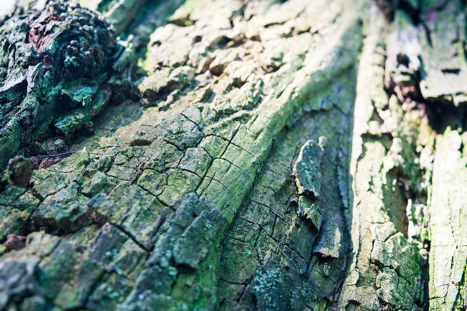 Blue detail moss photo