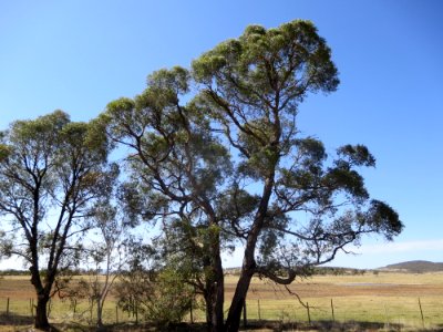 Eucalyptus Aggregata