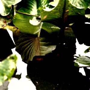Kenilworth Aquatic Gardens