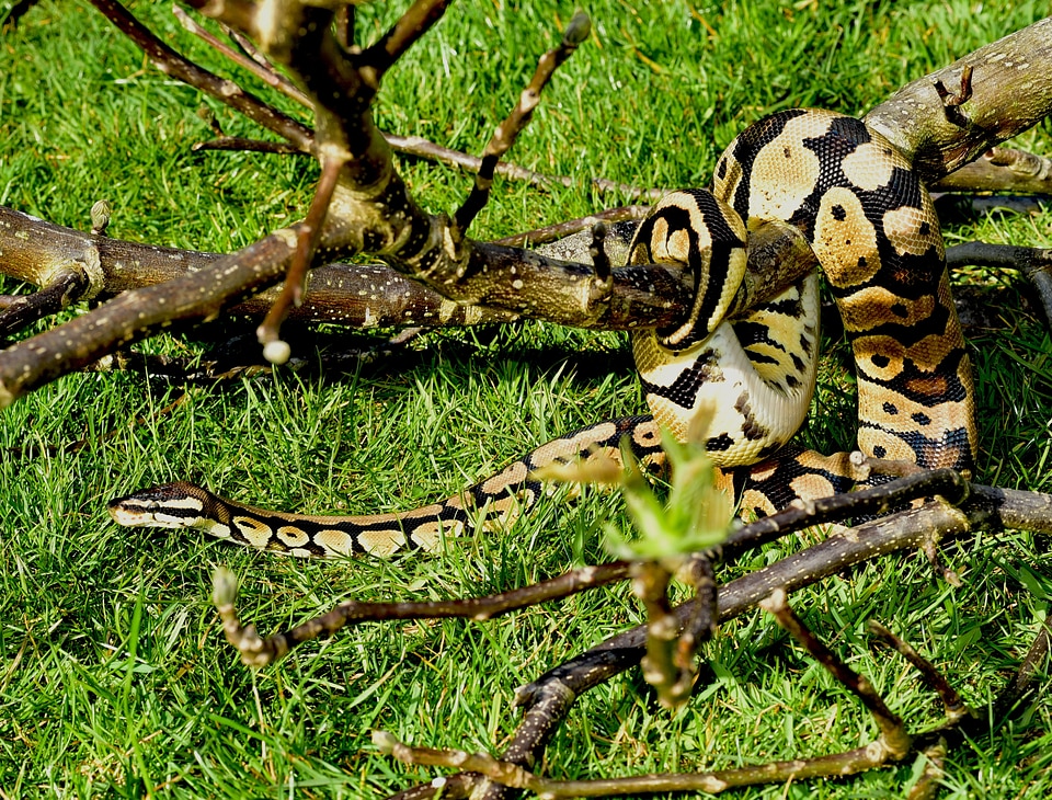 Cute constrictor boa
