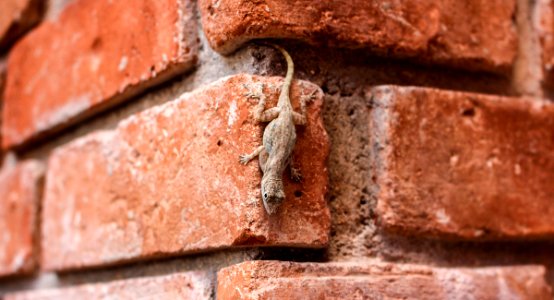 Never mind the lizard