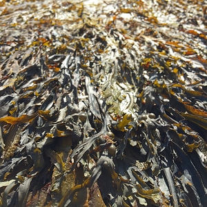 Aground plant leaves