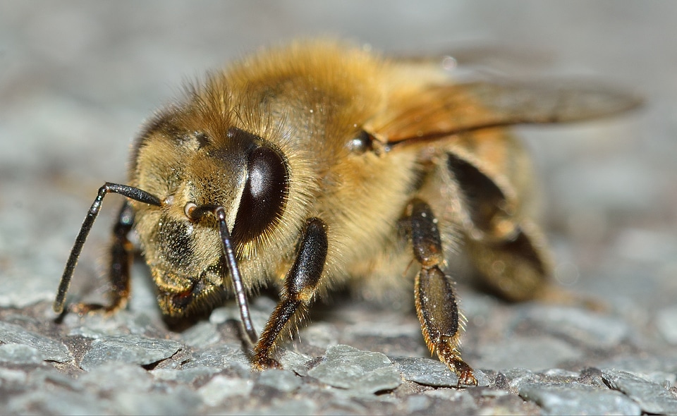 Hymenoptera apis mellifera