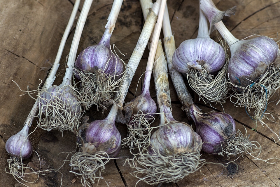 Garlic vegetables tuber
