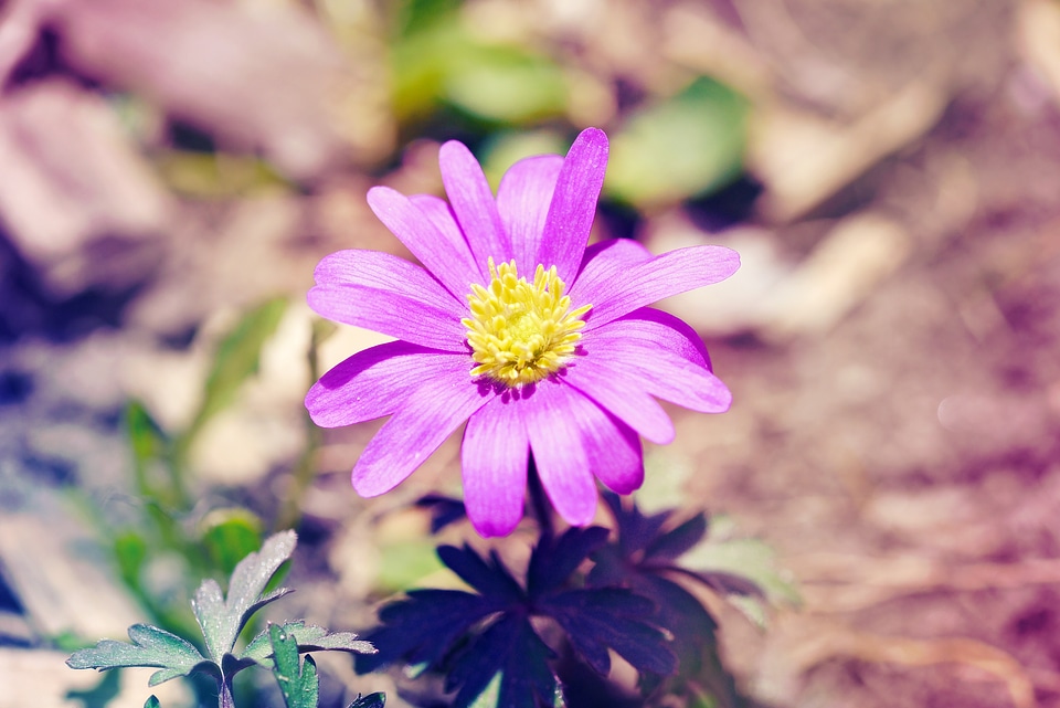 Spring flower spring nature