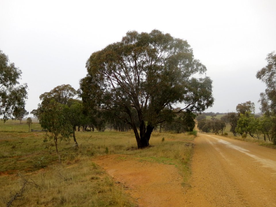 Eucalyptus Goniocalyx