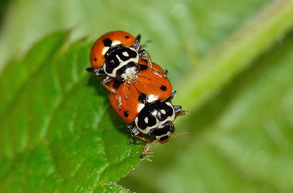 Coupling hippodamia variegata