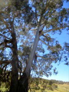 Eucalyptus Viminalis