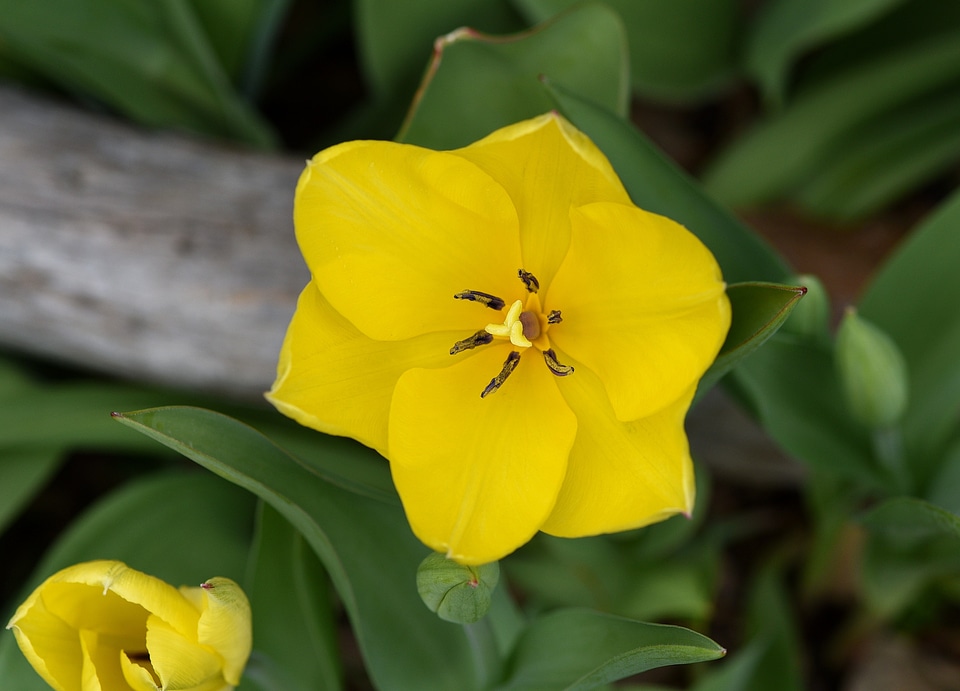 Plant spring flower yellow