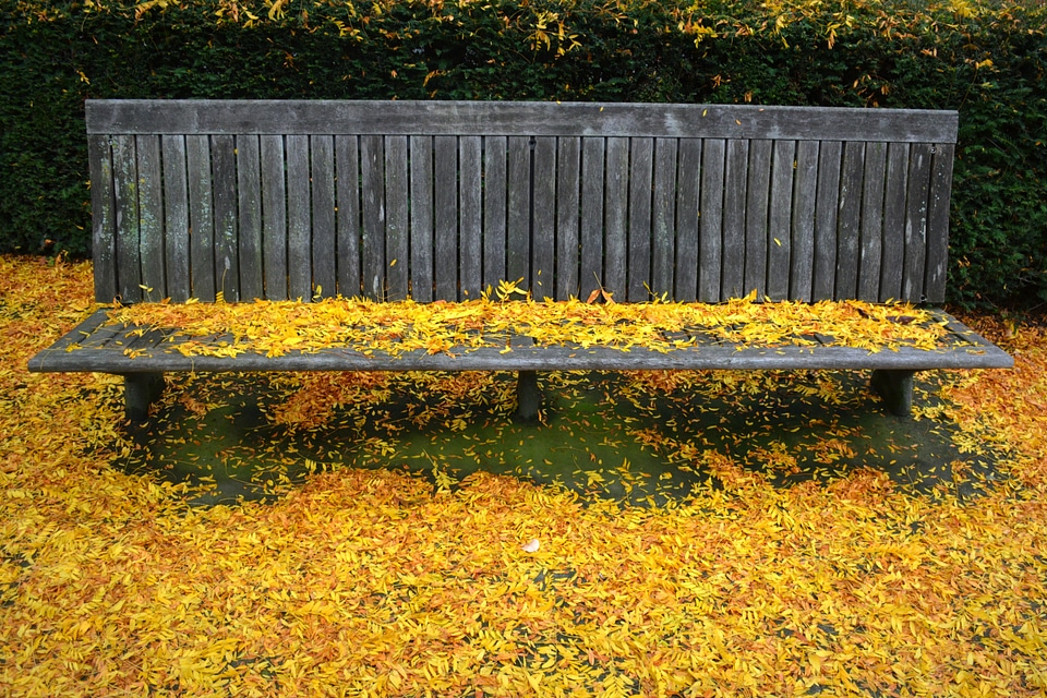 Colors nature autumn leaf