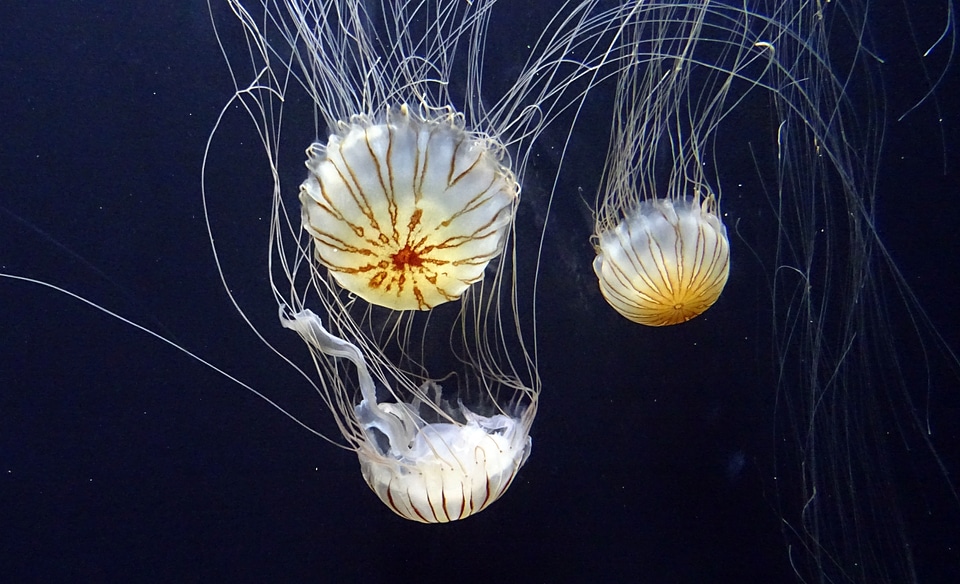 Marine underwater aquarium