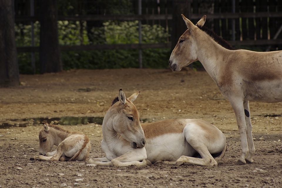 Kulan wild ass tallinn zoo