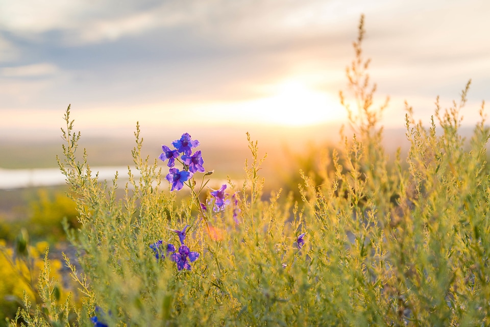 Vegetation summer sunset