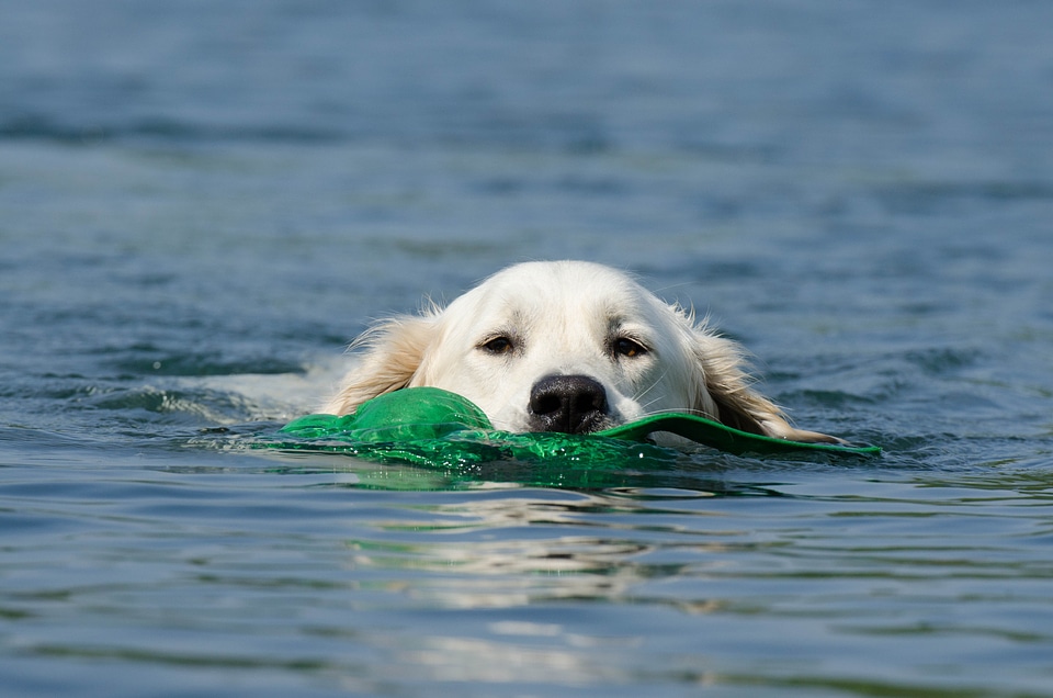 Floating dog summer blue water