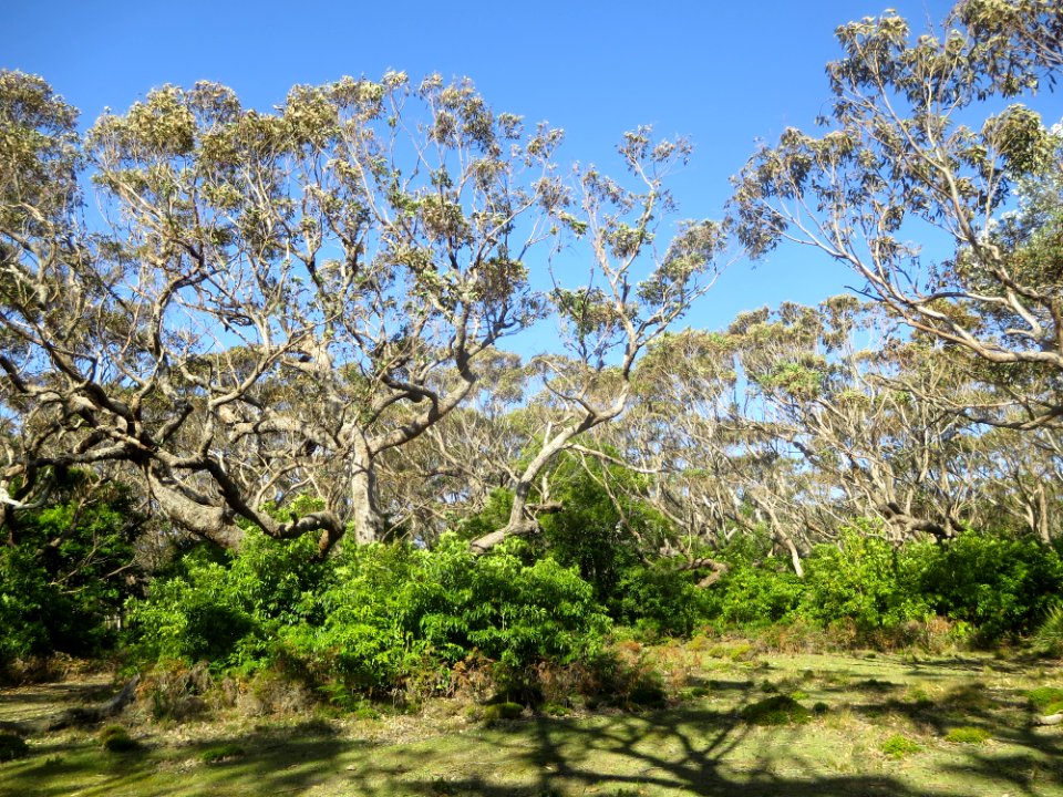 Eucalyptus Botryoides