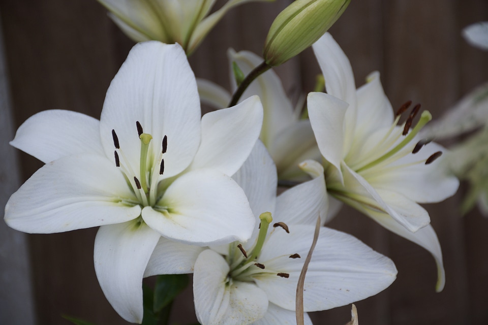 Flower lily floral