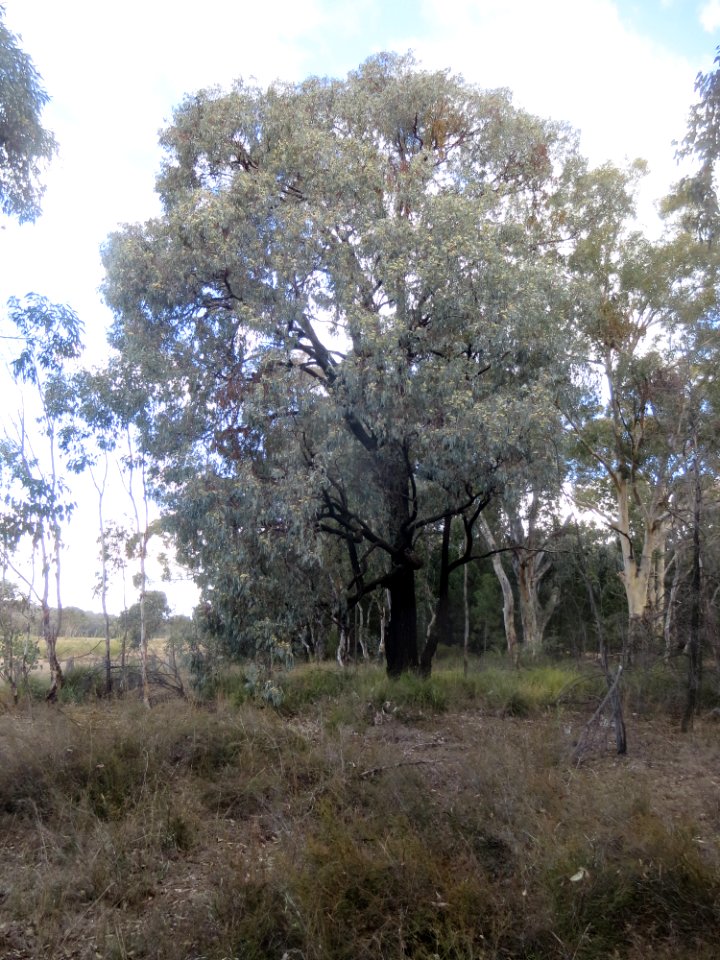 Eucalyptus Sideroxylon