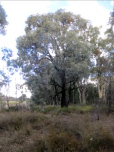 Eucalyptus Sideroxylon