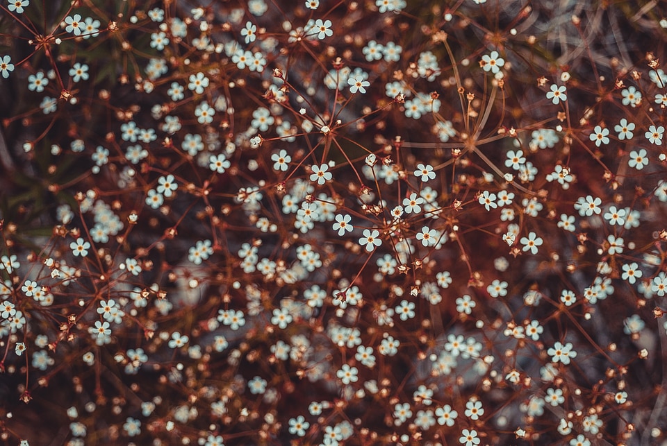 Small little flora