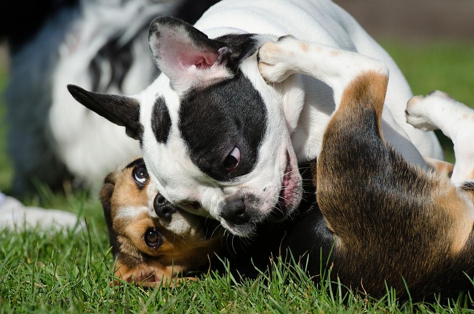 Hunting dog pack dog dog plays