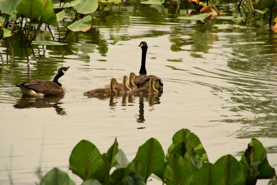 Kenilworth Aquatic Gardens