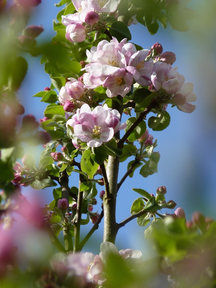 Spring apple blossom apple tree photo