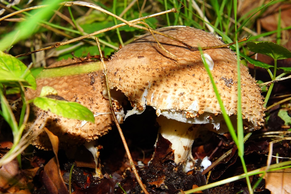 Moist nature mushroom picking