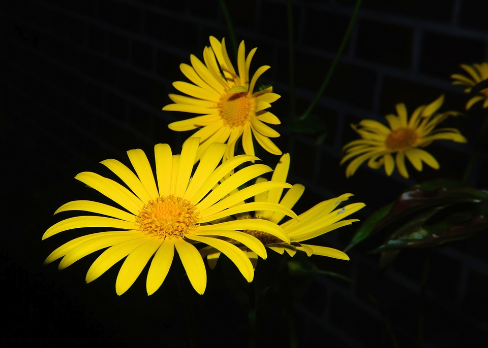 Bright spring plant