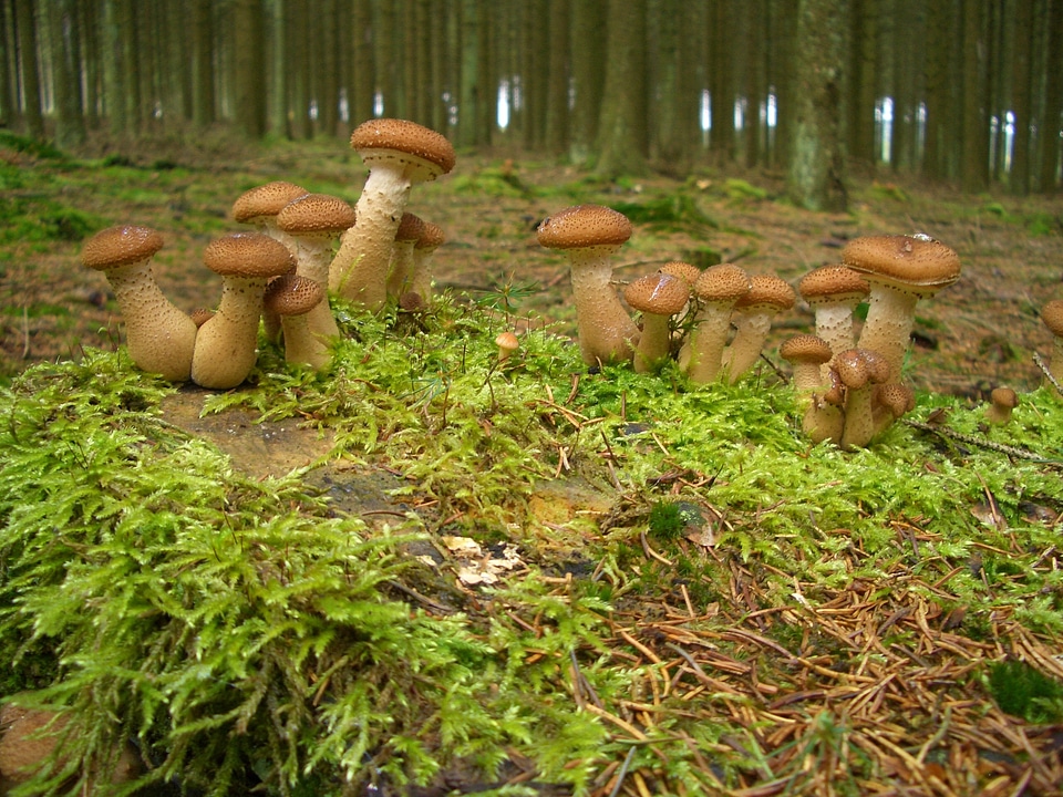 Forest mushroom plant seasons
