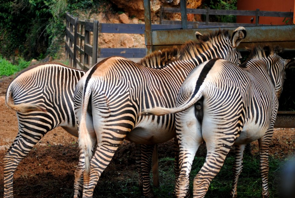 Paso de Zebras
