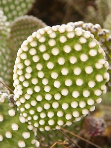 Cactus shovel thorns photo