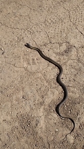 Gartersnake wildlife animal