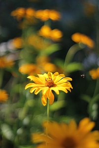 Insect a yellow flower summer photo