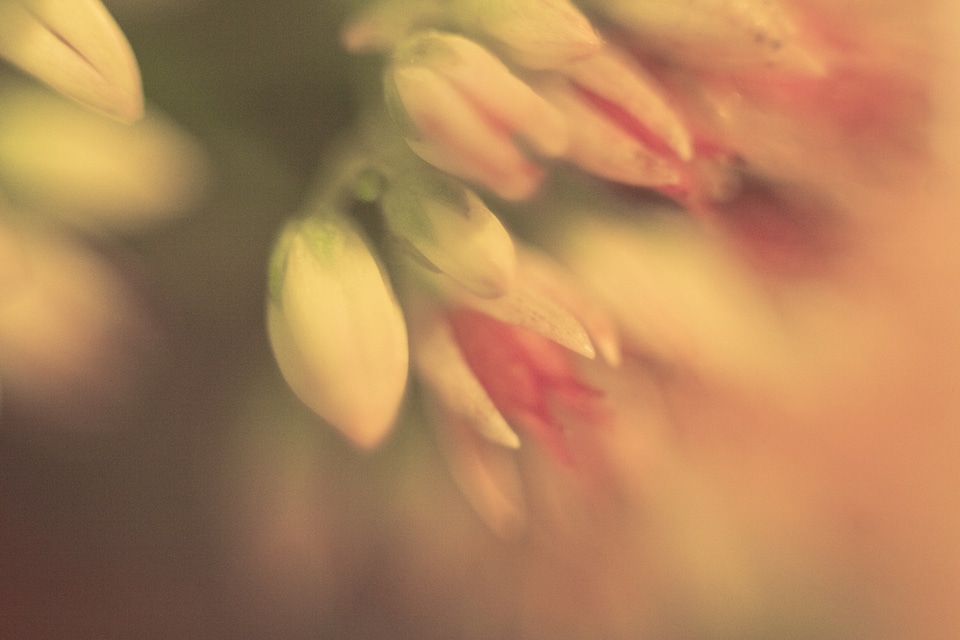 Flowers flower background