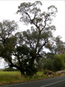 Eucalyptus Bridgesiana