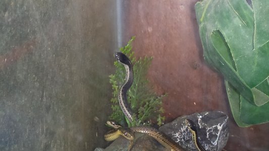 Snakes photo