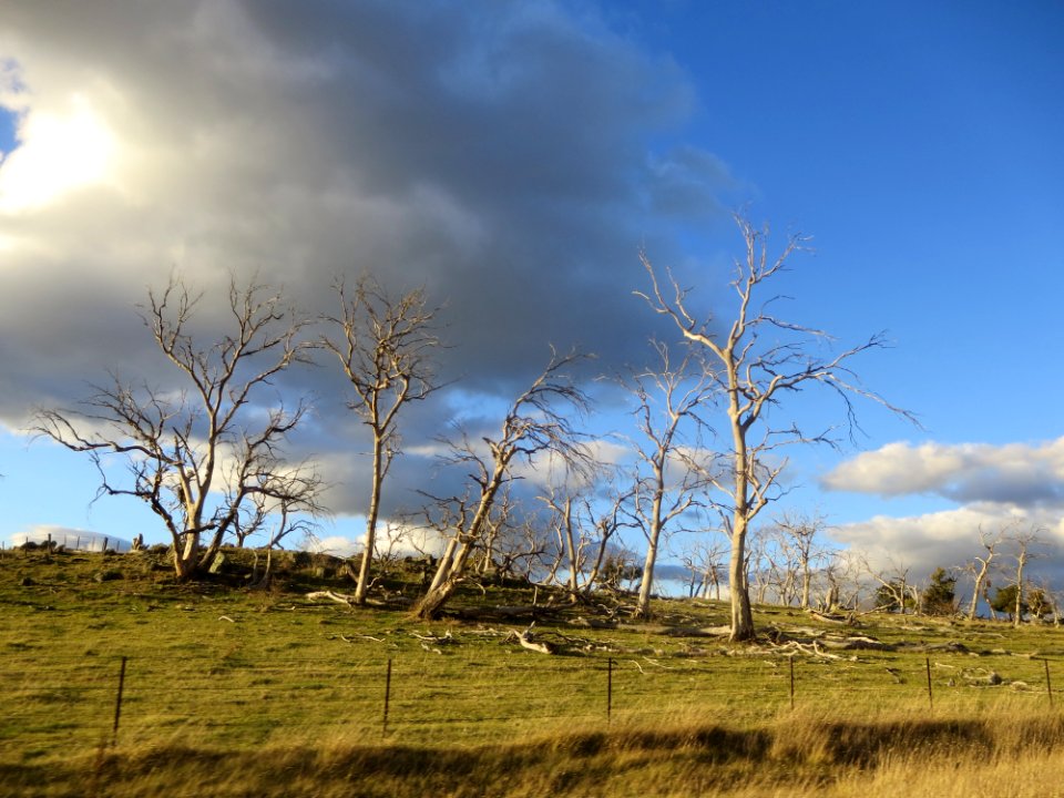 Eucalyptus Viminalis