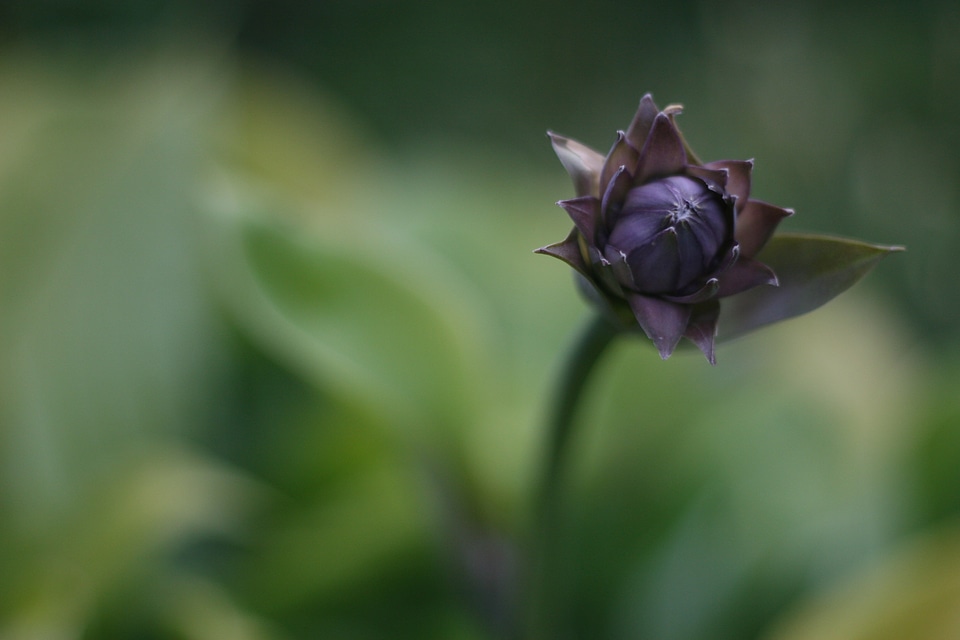 Flower background desktop