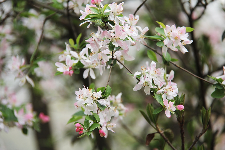 Spring flower bloom