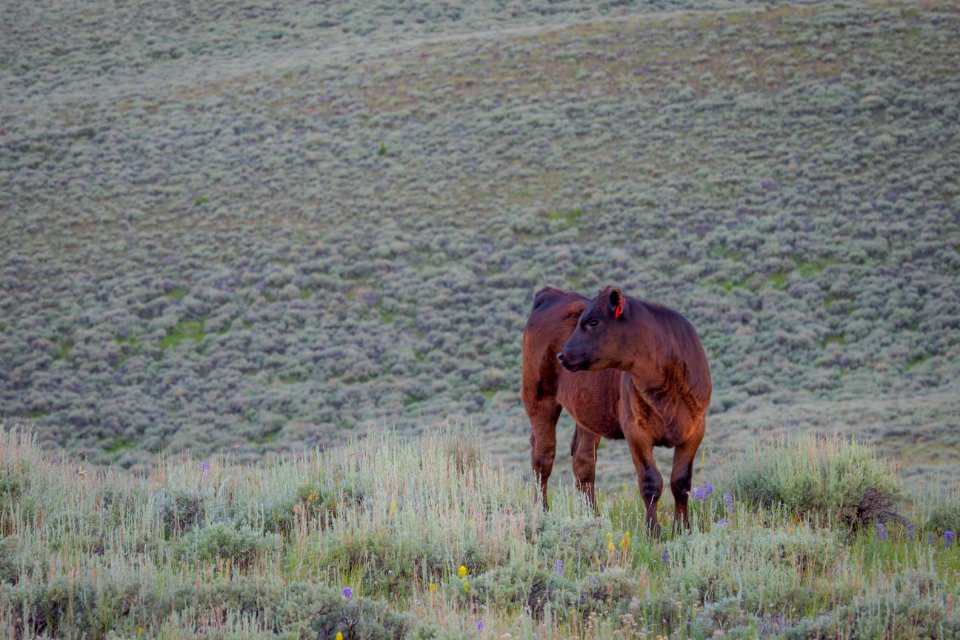 20180710-FS-Beaverhead-PJK-1242