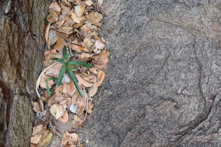 Kalugumalai Vettuvan Koil