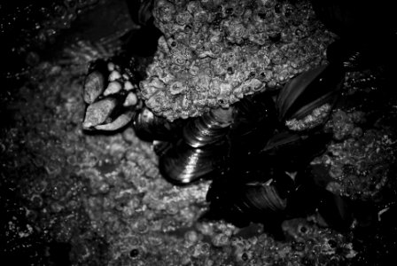 Percebe y Mejillon en Catedrais